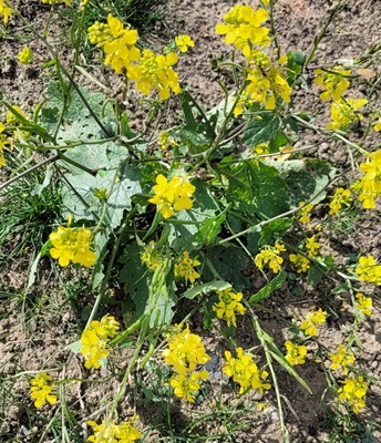 Image of Wild Mustard