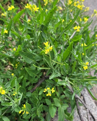 Eastern Rocket