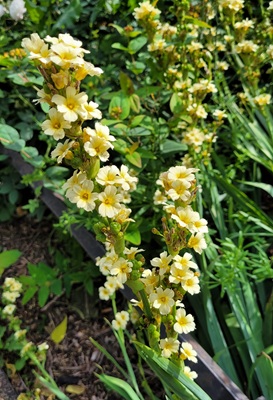Image of Yellow-eyed Grass