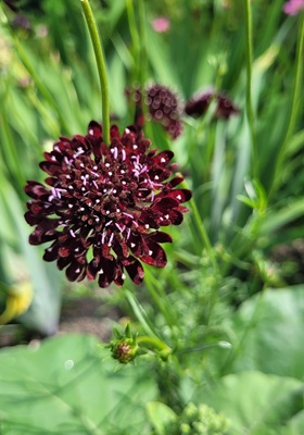 Image of Sweet Scabious