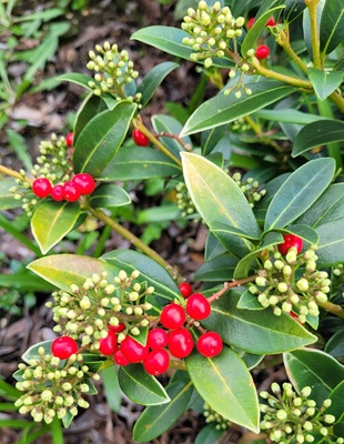 Image of Japanese Skimmia