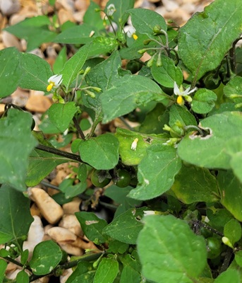 Image of Black Nightshade