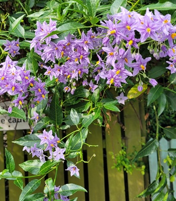 Image of Woody Nightshade