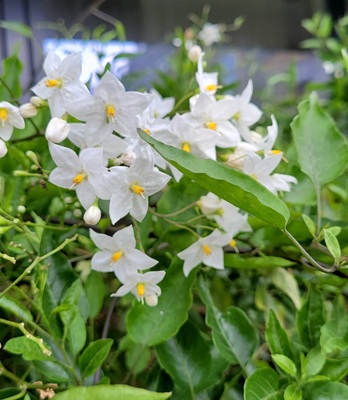 Image of Potato Vine