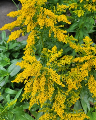 Image of Canadian Goldenrod
