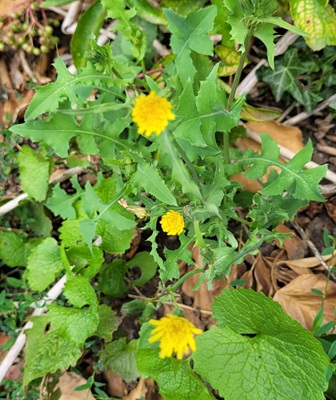 Image of Sowthistle