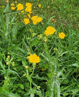 Image of Perennial Sow Thistle