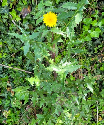 Image of Prickly Sow-thistle