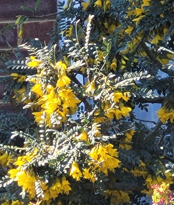 Image of Kowhai