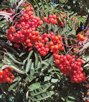 Image of Mountain Ash