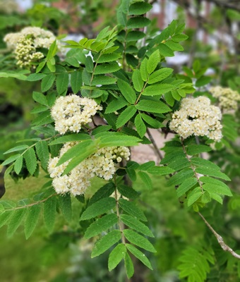 Image of Mountain Ash