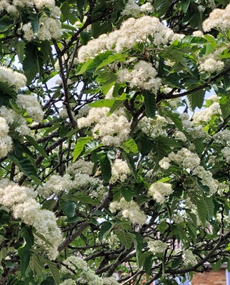 Image of Swedish Whitebeam
