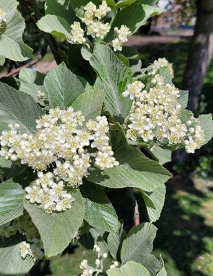 Whitebeam