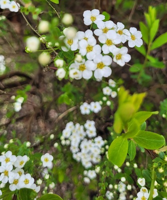 Image of Thunberg Spirea