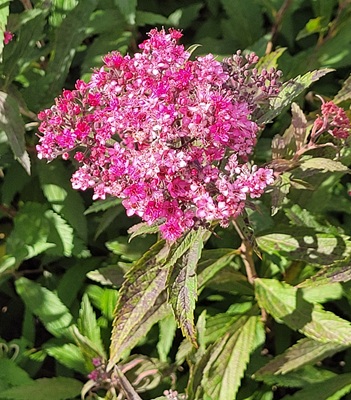 Image of Japanese Meadowsweet