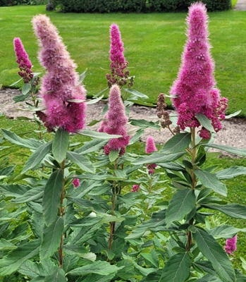 Image of Rose Spirea