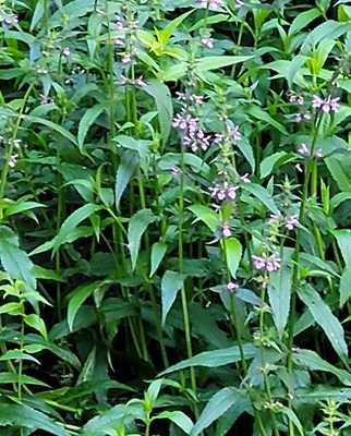 Image of Marsh Woundwort