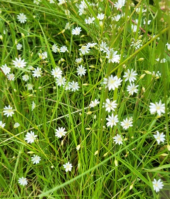 Image of Lesser stitchwort