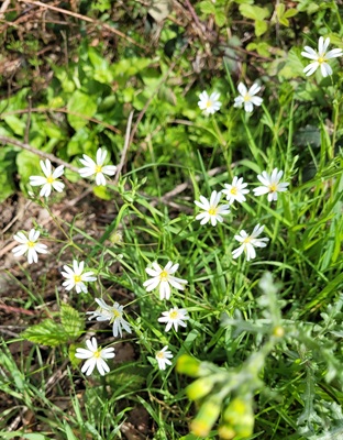 Image of Greater Stitchwort