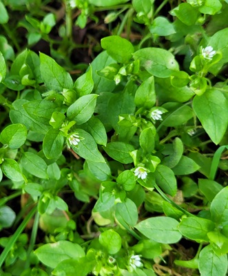 Image of Common Chickweed