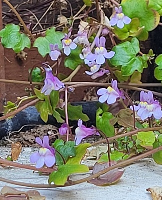 Image of Ivy Leaved Toadflax
