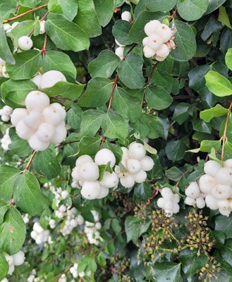 Image of Comon Snowberry