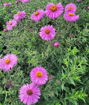 Image of New York Aster
