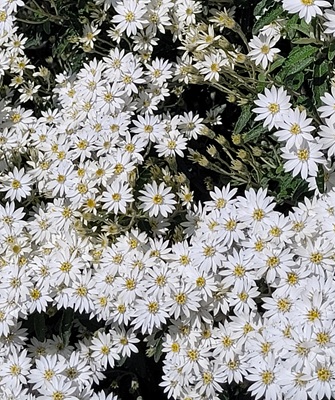 Image of White Heath Aster