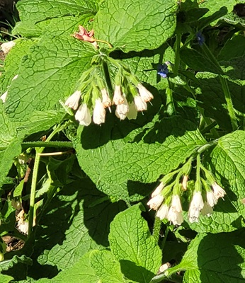 Image of Common Comfrey