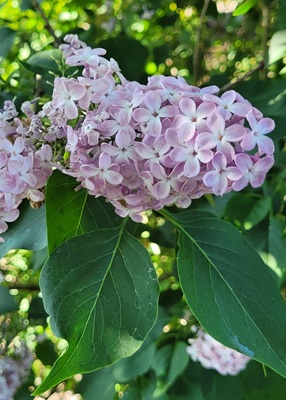 Image of Common Lilac