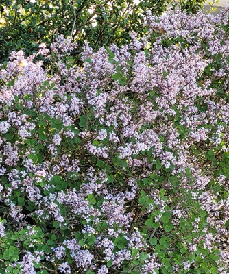 Meyer Lilac 'Palibin'