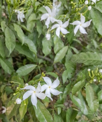Crape Jasmine