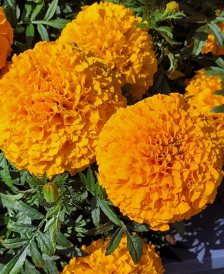 Image of Marigold African