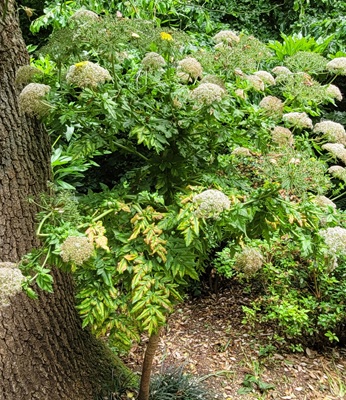 Image of Giant Tansy