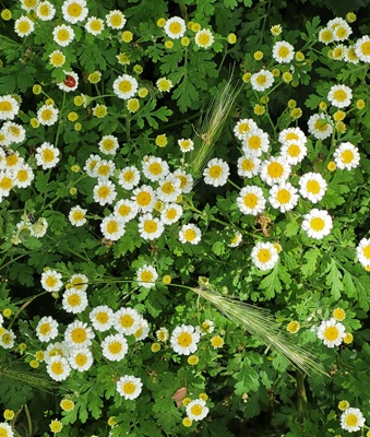 Feverfew
