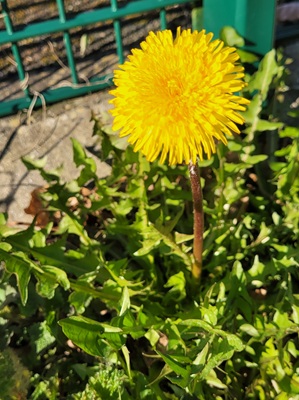 Image of Dandelion