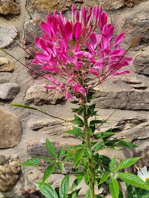 Image of Spider Flower