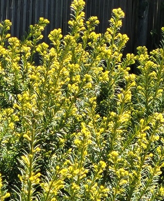 Image of Common Yew