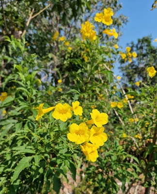Yellow Trumpetbush