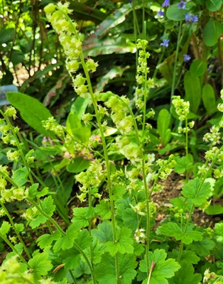 Image of Fragrant Fringecup