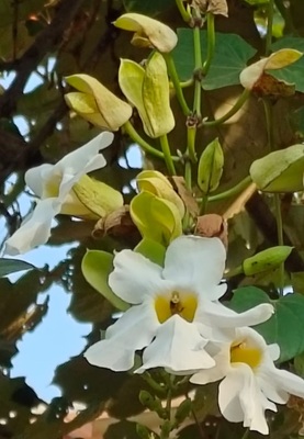 Image of Blue Trumpet Vine