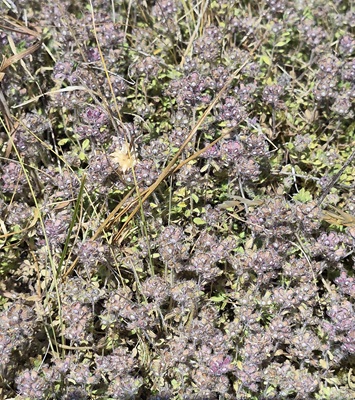 Image of Wild Thyme