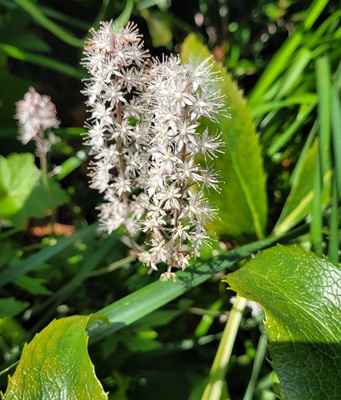 Image of Heartleaf Foamflower