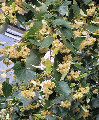 Image of Mongolian Lime