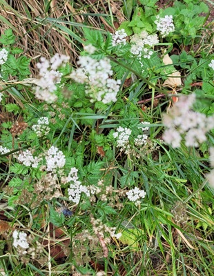 Image of Japanese Hedgeparsley