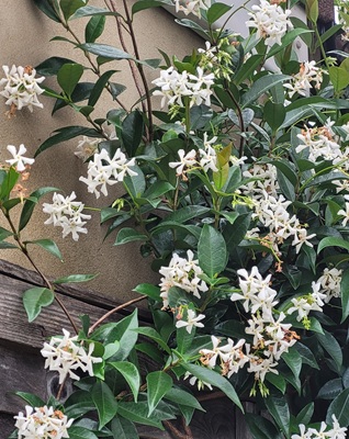 Image of Star Jasmine