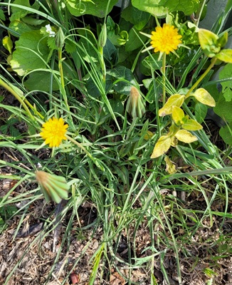 Image of Yellow Goat's-beard