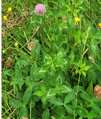Image of Red Clover