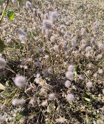 Image of Hare's-foot Clover