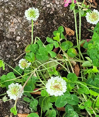 Image of White Clover